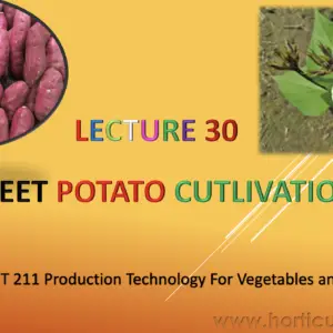 Sweet Potato Cultivation PPT